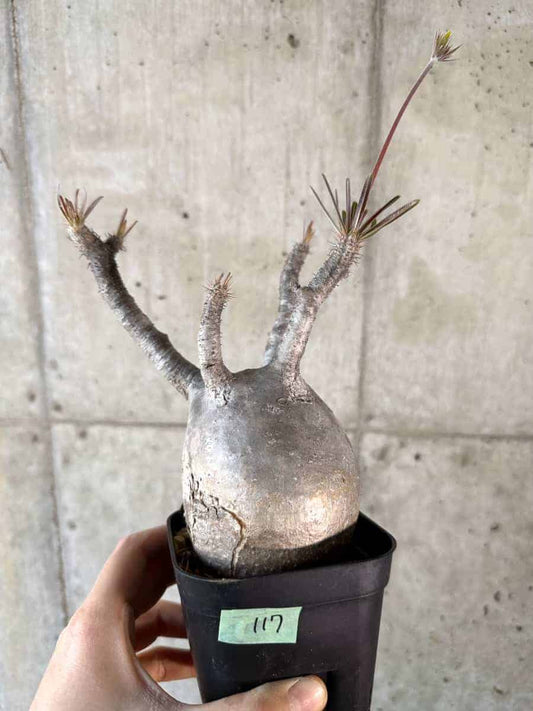 【現品限り】パキポディウム・グラキリス 現地株【A117】 Pachypodium gracilius