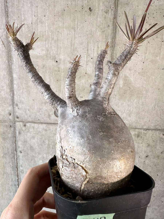 【現品限り】パキポディウム・グラキリス 現地株【A117】 Pachypodium gracilius