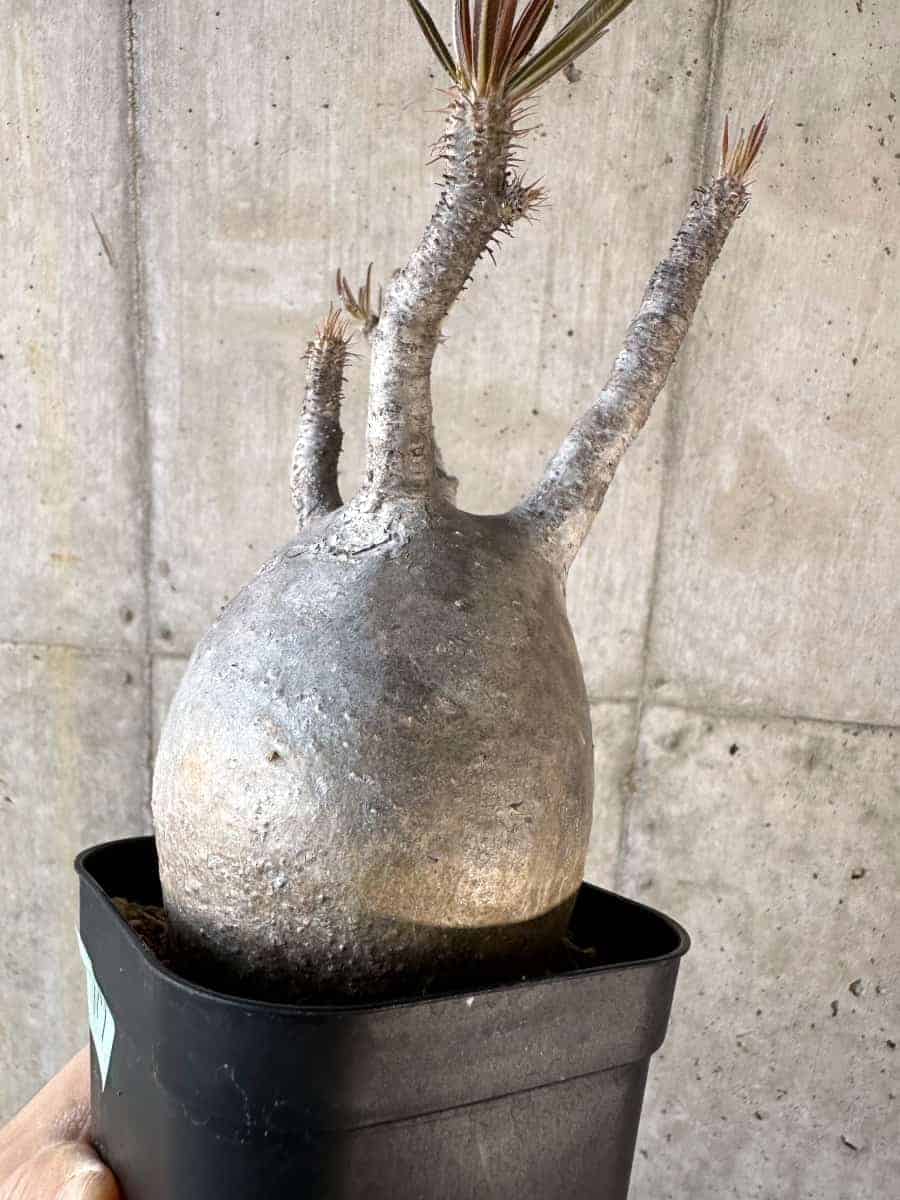 【現品限り】パキポディウム・グラキリス 現地株【A117】 Pachypodium gracilius