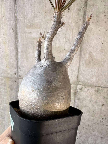 【現品限り】パキポディウム・グラキリス 現地株【A117】 Pachypodium gracilius