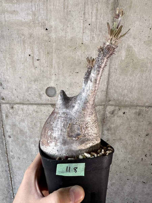 【現品限り】パキポディウム・グラキリス 現地株【A118】 Pachypodium gracilius