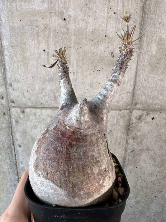 【現品限り】パキポディウム・グラキリス 現地株【A118】 Pachypodium gracilius