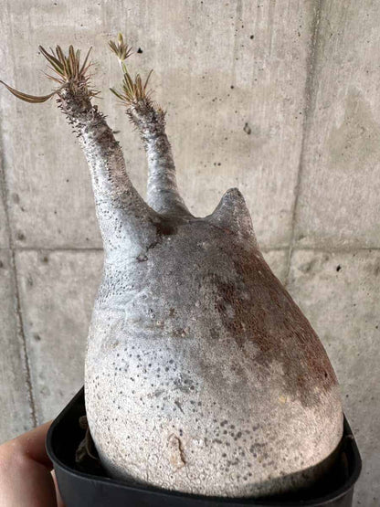 【現品限り】パキポディウム・グラキリス 現地株【A118】 Pachypodium gracilius