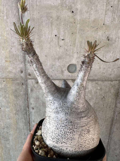【現品限り】パキポディウム・グラキリス 現地株【A118】 Pachypodium gracilius