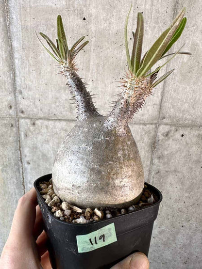 【現品限り】パキポディウム・グラキリス 現地株【A119】 Pachypodium gracilius