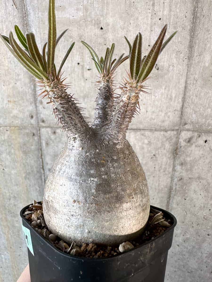 【現品限り】パキポディウム・グラキリス 現地株【A119】 Pachypodium gracilius