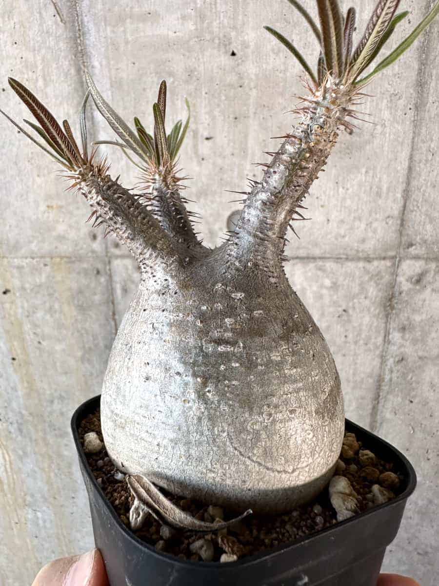 【現品限り】パキポディウム・グラキリス 現地株【A119】 Pachypodium gracilius