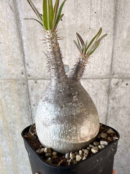【現品限り】パキポディウム・グラキリス 現地株【A119】 Pachypodium gracilius