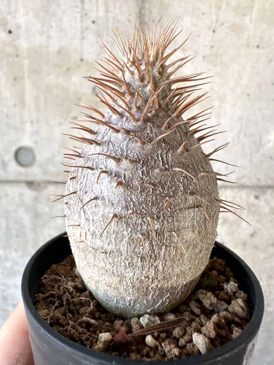 【現品限り】パキポディウム・グラキリス【A11】 Pachypodium gracilius