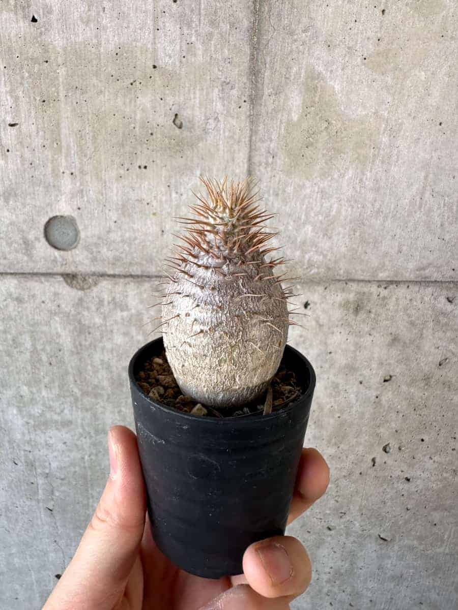 【現品限り】パキポディウム・グラキリス【A11】 Pachypodium gracilius