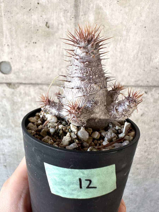 【現品限り】パキポディウム・グラキリス【A12】 Pachypodium gracilius