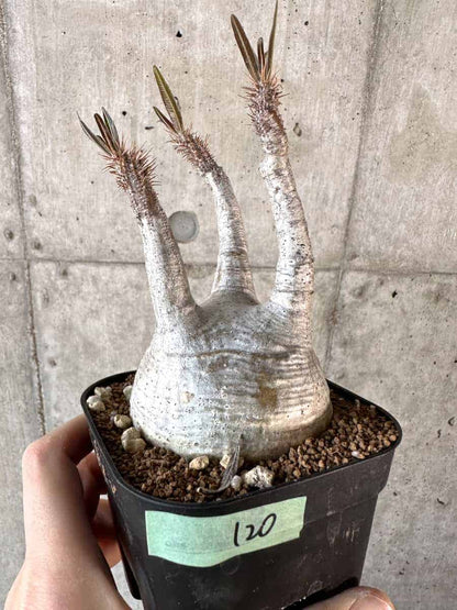 【現品限り】パキポディウム・グラキリス 現地株【A120】 Pachypodium gracilius