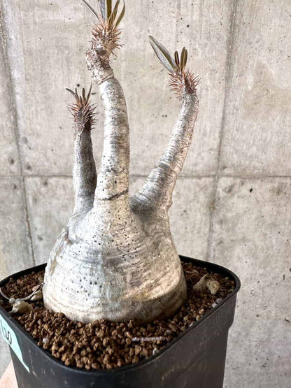 【現品限り】パキポディウム・グラキリス 現地株【A120】 Pachypodium gracilius