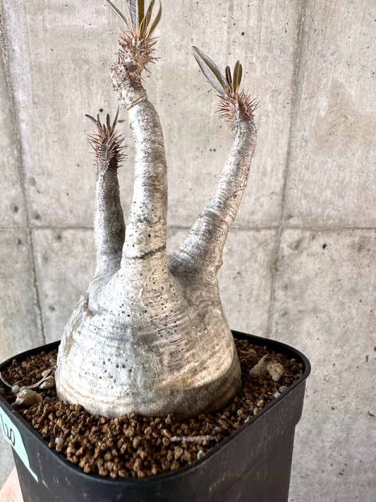 【現品限り】パキポディウム・グラキリス 現地株【A120】 Pachypodium gracilius