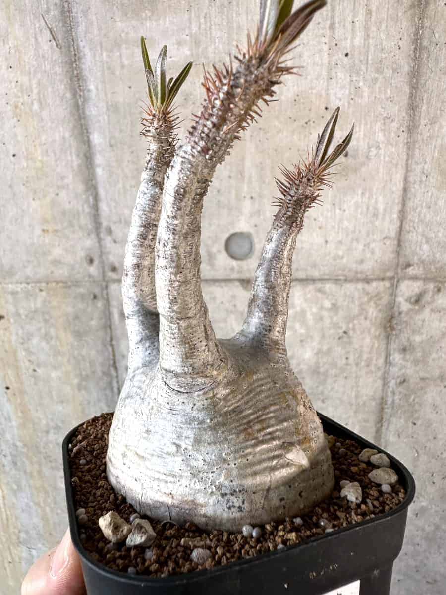 【現品限り】パキポディウム・グラキリス 現地株【A120】 Pachypodium gracilius
