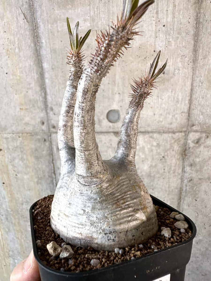 【現品限り】パキポディウム・グラキリス 現地株【A120】 Pachypodium gracilius