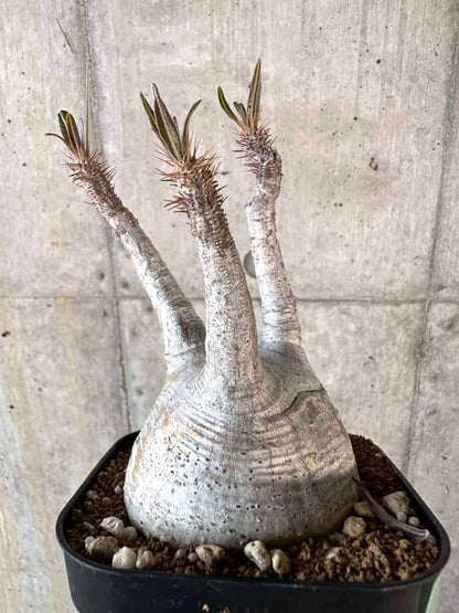 【現品限り】パキポディウム・グラキリス 現地株【A120】 Pachypodium gracilius