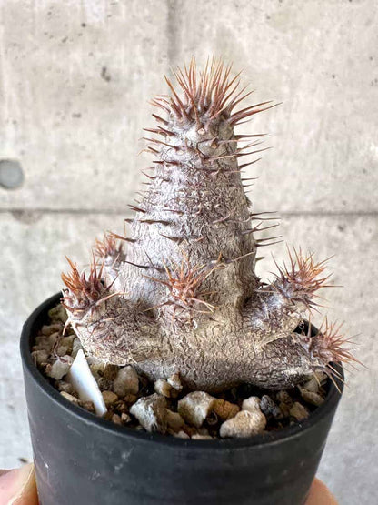 【現品限り】パキポディウム・グラキリス【A12】 Pachypodium gracilius