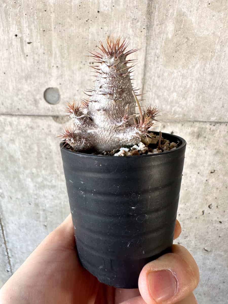【現品限り】パキポディウム・グラキリス【A12】 Pachypodium gracilius