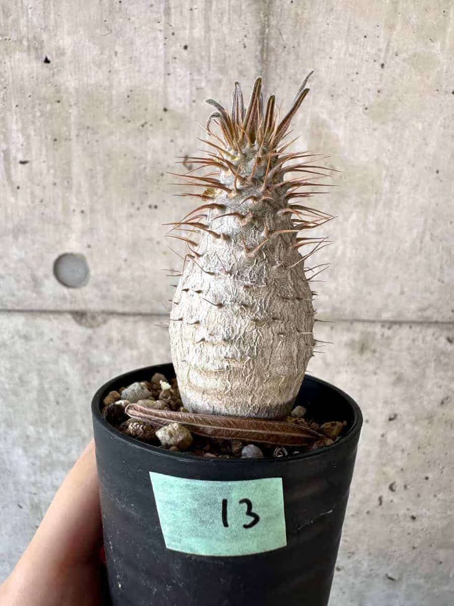 【現品限り】パキポディウム・グラキリス【A13】 Pachypodium gracilius