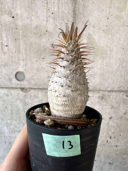 【現品限り】パキポディウム・グラキリス【A13】 Pachypodium gracilius