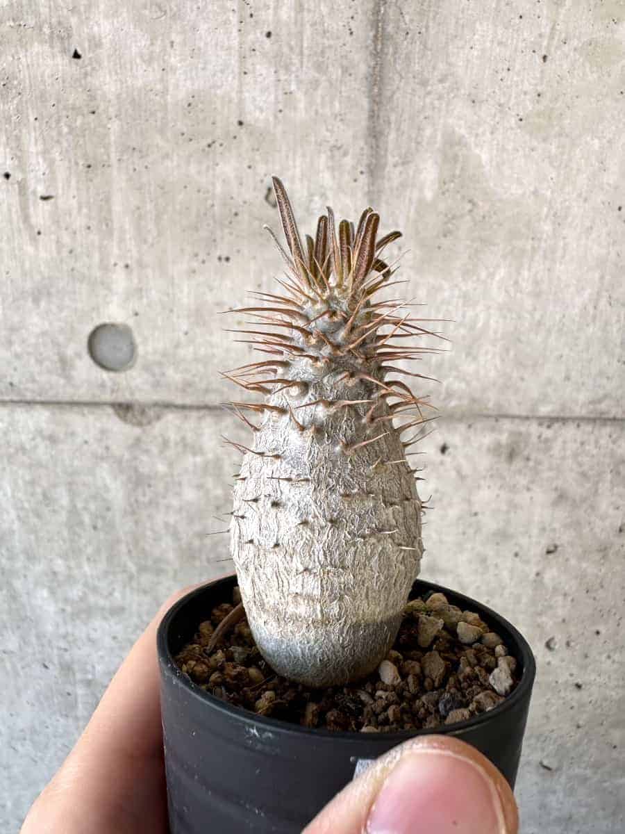 【現品限り】パキポディウム・グラキリス【A13】 Pachypodium gracilius