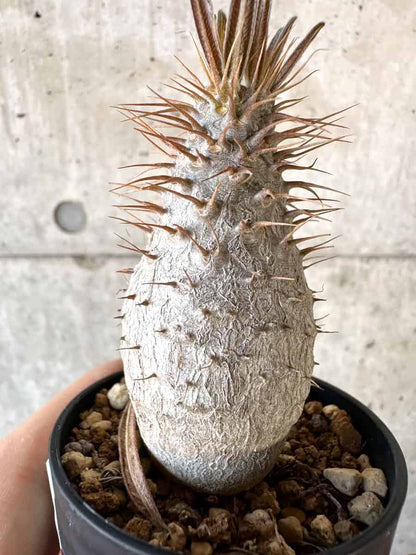 【現品限り】パキポディウム・グラキリス【A13】 Pachypodium gracilius