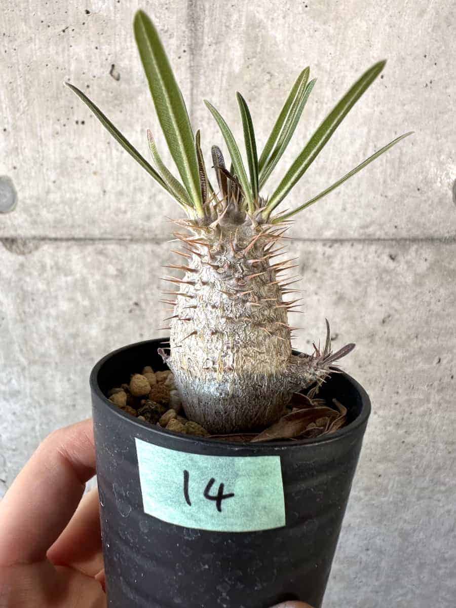 【現品限り】パキポディウム・グラキリス【A14】 Pachypodium gracilius