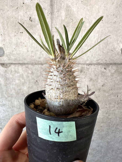 【現品限り】パキポディウム・グラキリス【A14】 Pachypodium gracilius