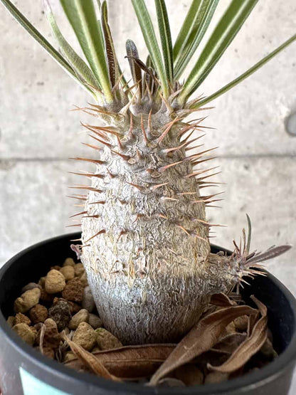 【現品限り】パキポディウム・グラキリス【A14】 Pachypodium gracilius