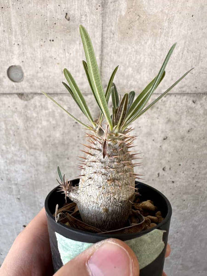 【現品限り】パキポディウム・グラキリス【A14】 Pachypodium gracilius