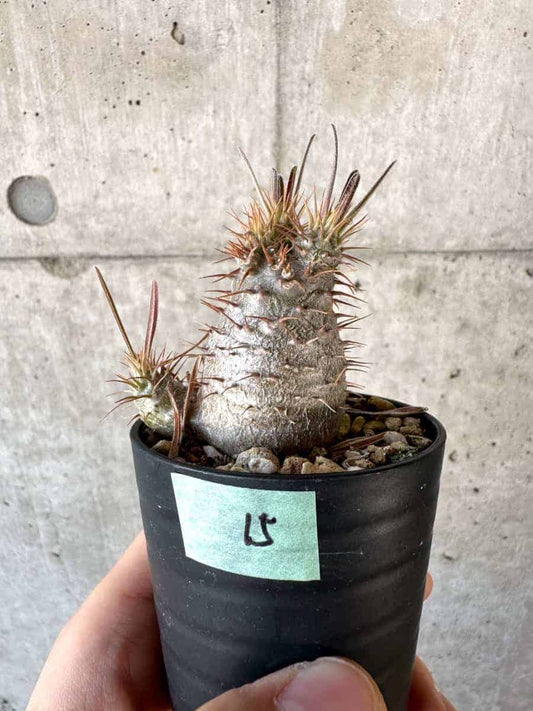 【現品限り】パキポディウム・グラキリス【A15】 Pachypodium gracilius