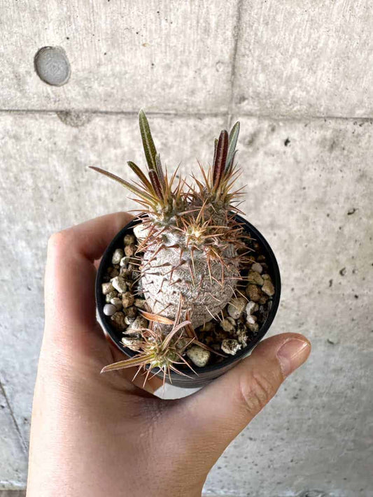 【現品限り】パキポディウム・グラキリス【A15】 Pachypodium gracilius
