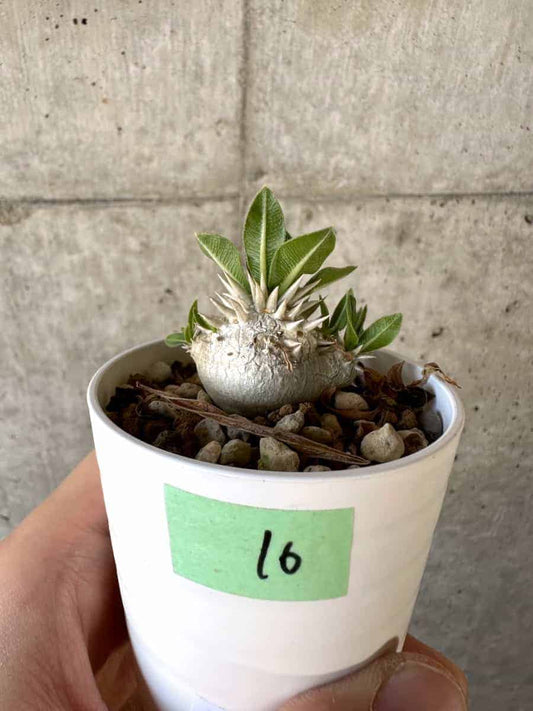 【現品限り】パキポディウム・恵比寿大黒 デンシカウレ【A16】 Pachypodium Densicaule