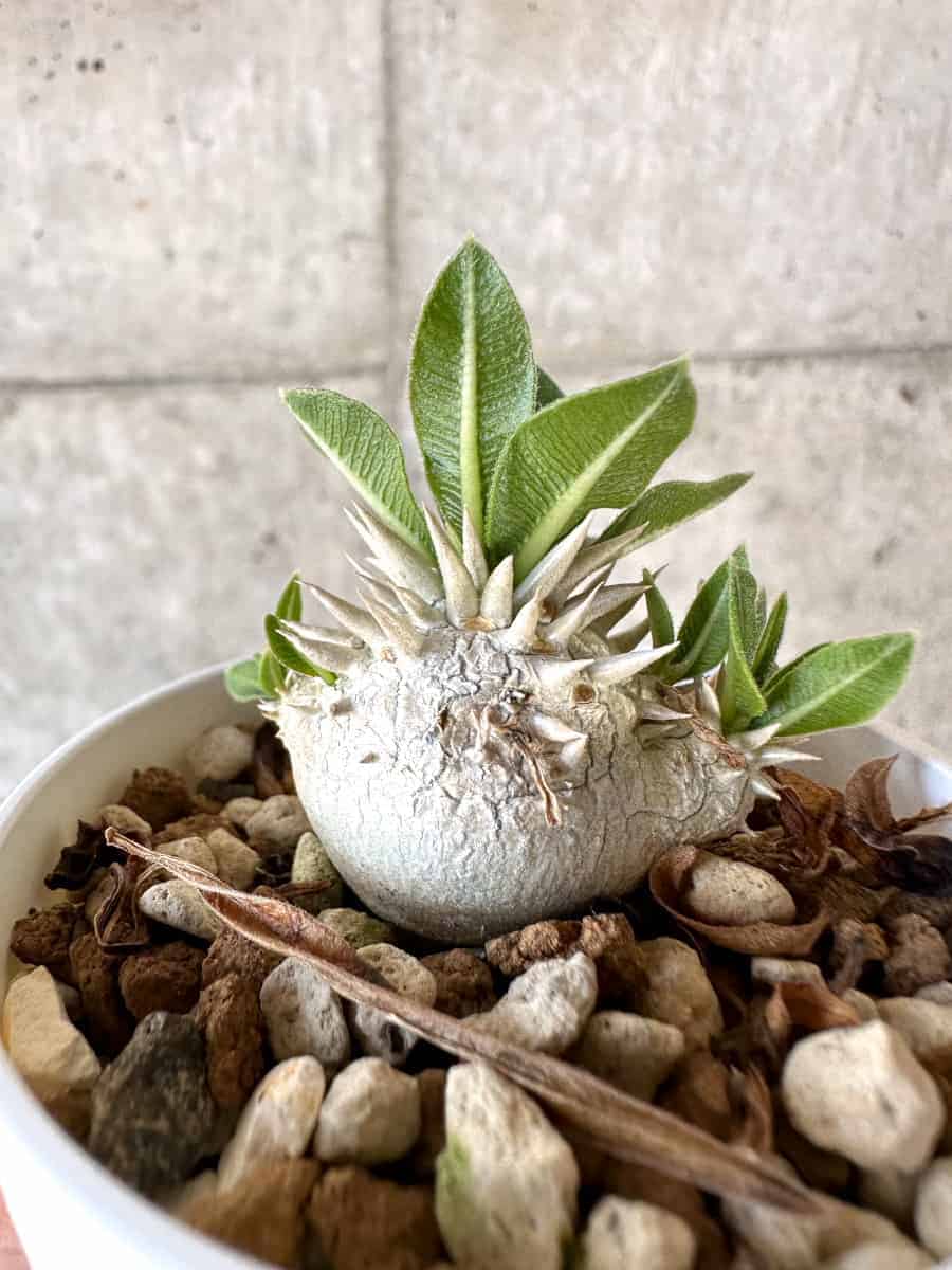 【現品限り】パキポディウム・恵比寿大黒 デンシカウレ【A16】 Pachypodium Densicaule