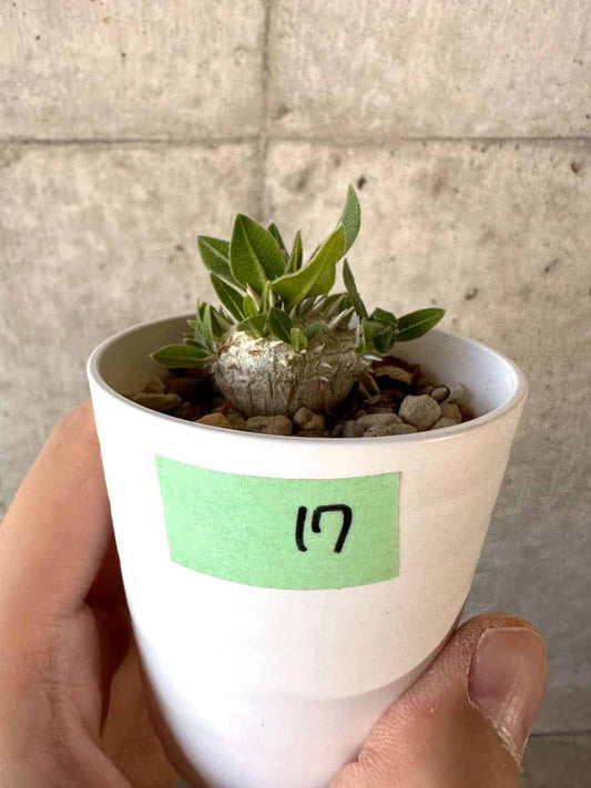 【現品限り】パキポディウム・恵比寿大黒 デンシカウレ【A17】 Pachypodium Densicaule