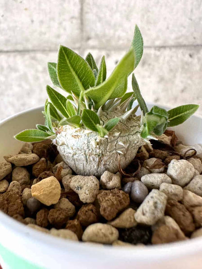 【現品限り】パキポディウム・恵比寿大黒 デンシカウレ【A17】 Pachypodium Densicaule