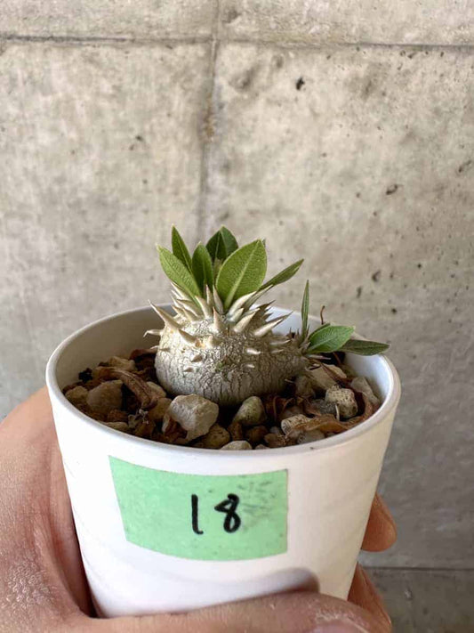 【現品限り】パキポディウム・恵比寿大黒 デンシカウレ[凹みあり]【A18】 Pachypodium Densicaule