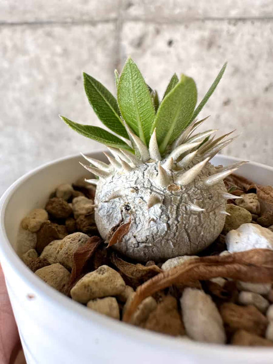 【現品限り】パキポディウム・恵比寿大黒 デンシカウレ[凹みあり]【A18】 Pachypodium Densicaule