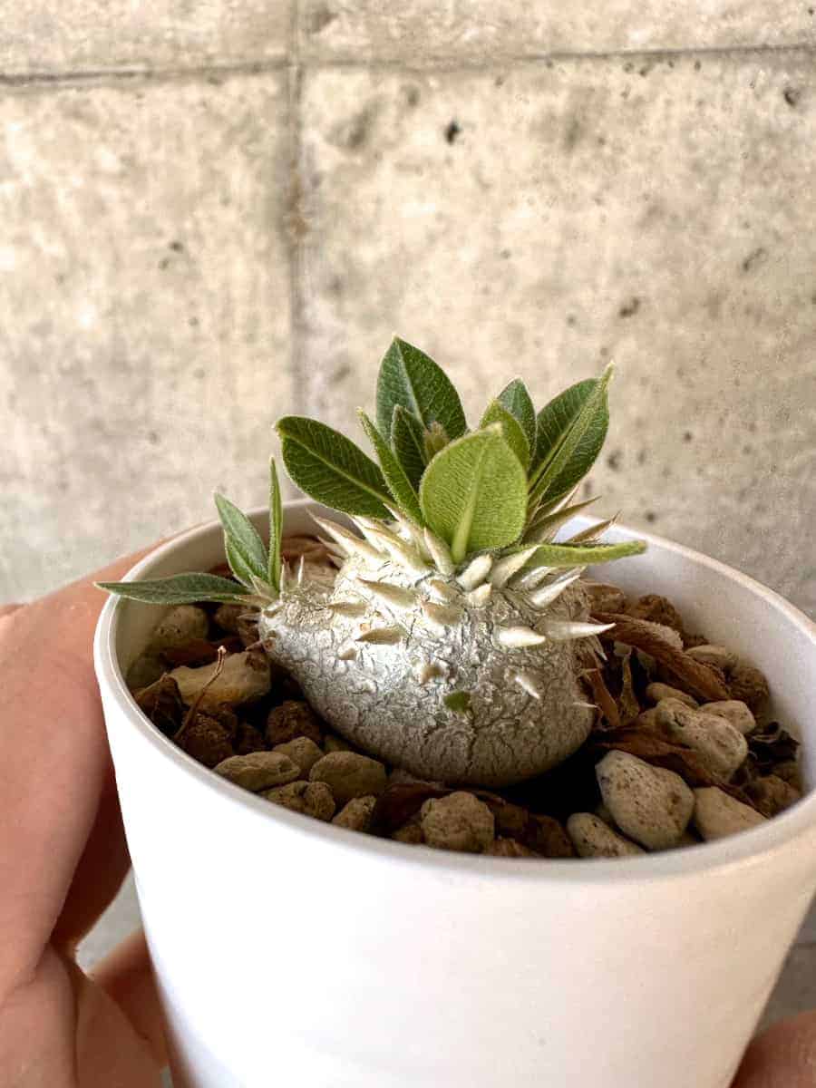【現品限り】パキポディウム・恵比寿大黒 デンシカウレ[凹みあり]【A18】 Pachypodium Densicaule