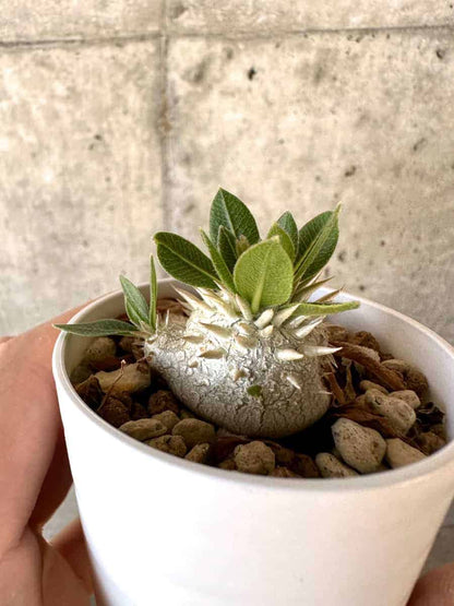 【現品限り】パキポディウム・恵比寿大黒 デンシカウレ[凹みあり]【A18】 Pachypodium Densicaule