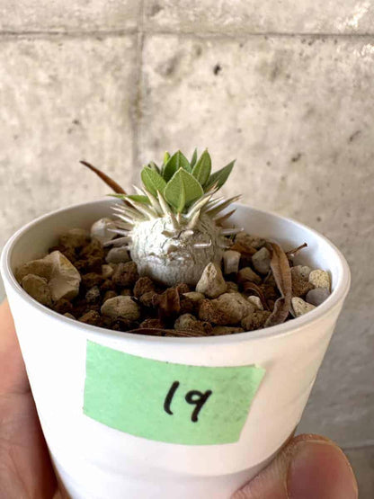 【現品限り】パキポディウム・恵比寿大黒 デンシカウレ【A19】 Pachypodium Densicaule