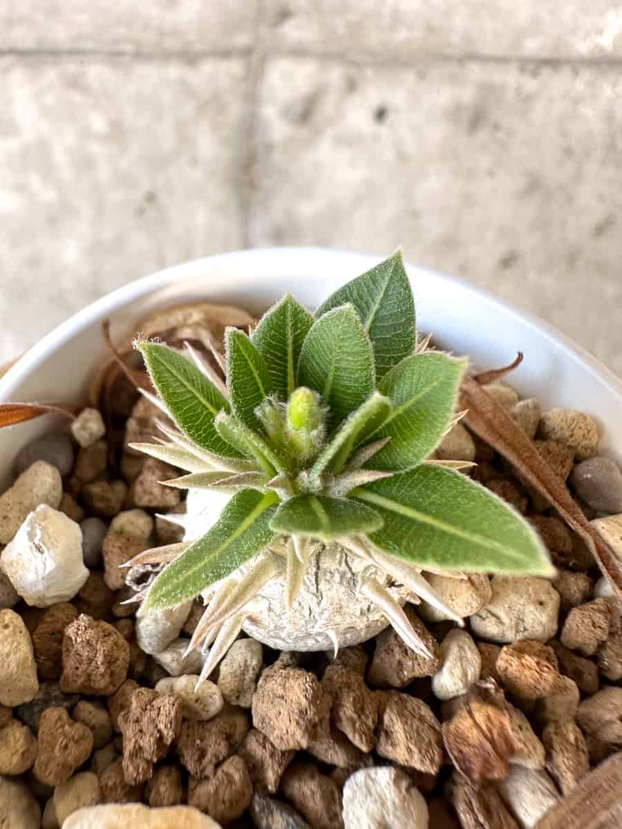 種】パキポディウム・デンシカウレ 恵比寿大黒 / Pachypodium