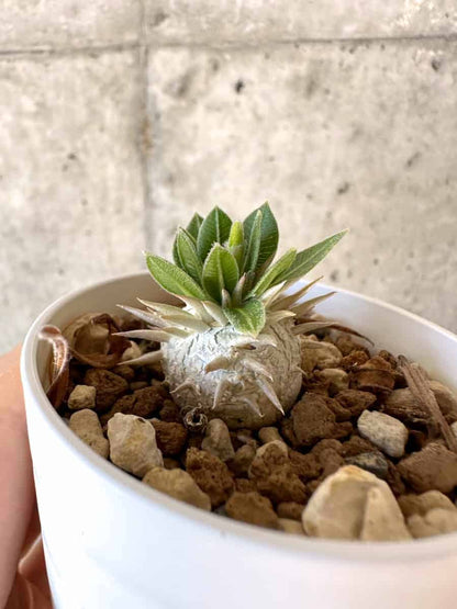 【現品限り】パキポディウム・恵比寿大黒 デンシカウレ【A19】 Pachypodium Densicaule