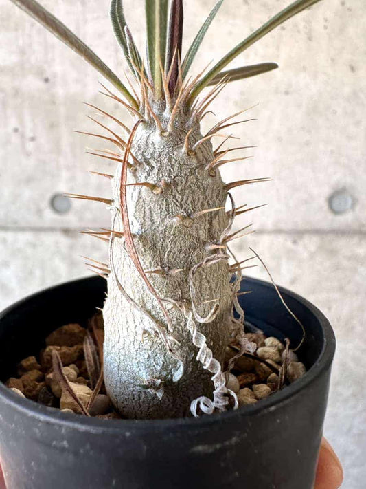 【現品限り】パキポディウム・グラキリス【A1】 Pachypodium gracilius