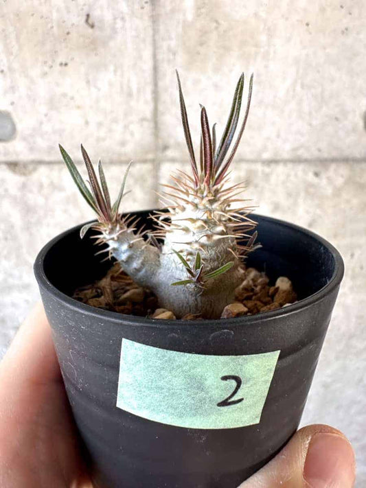 【現品限り】パキポディウム・グラキリス【A2】 Pachypodium gracilius