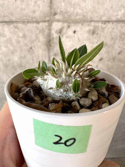 【現品限り】パキポディウム・恵比寿大黒 デンシカウレ【A20】 Pachypodium Densicaule