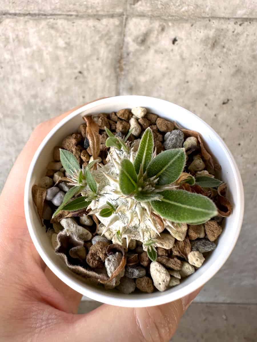 【現品限り】パキポディウム・恵比寿大黒 デンシカウレ【A20】 Pachypodium Densicaule