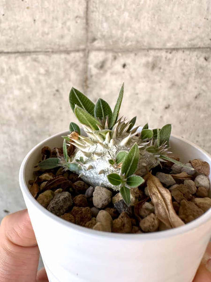 【現品限り】パキポディウム・恵比寿大黒 デンシカウレ【A20】 Pachypodium Densicaule