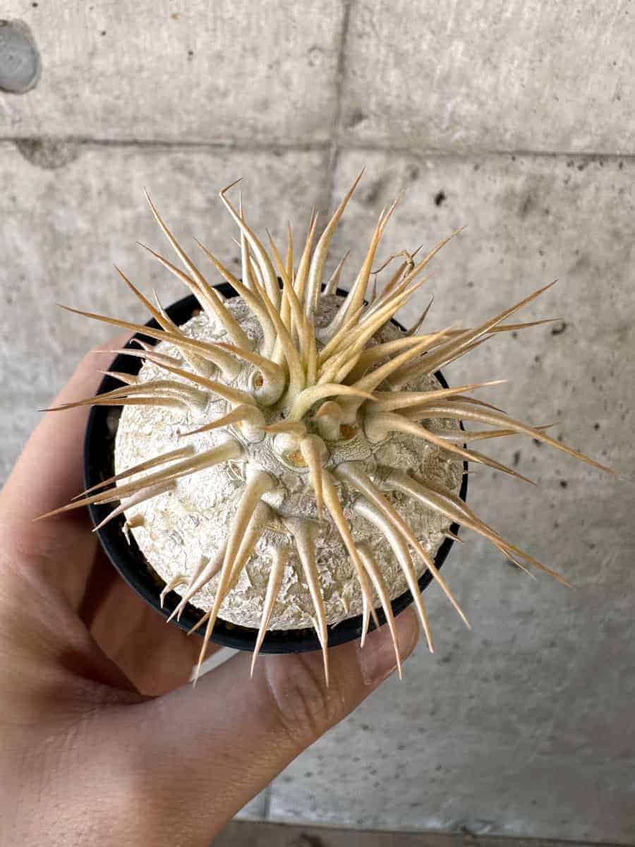 現品限り】パキポディウム・エブレネウム【A21】 Pachypodium eburneum
